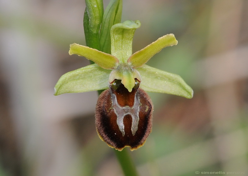 Orchidee del Chianti - Ophrys sphegodes e altre...